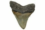 Fossil Megalodon Tooth - North Carolina #344079-1